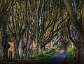 The Dark Hedges